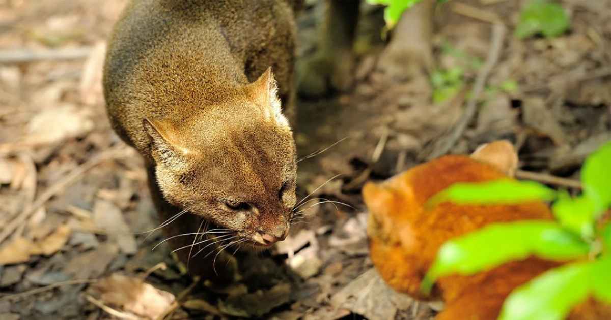 Flora y Fauna de la Sierra de Jalisco: Especies que Puedes Observar
