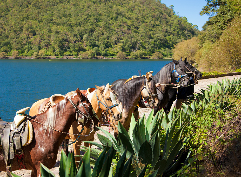 Sierra Lago - Paseo a caballo