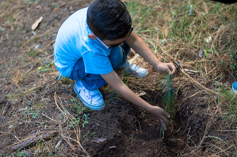 Plantando Árboles, actividad recreativa para niños en Sierra Lago Resort