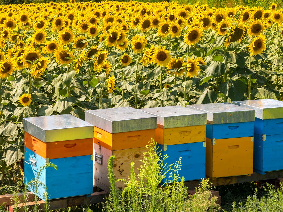 Girasoles frente a criaderos de abejas 