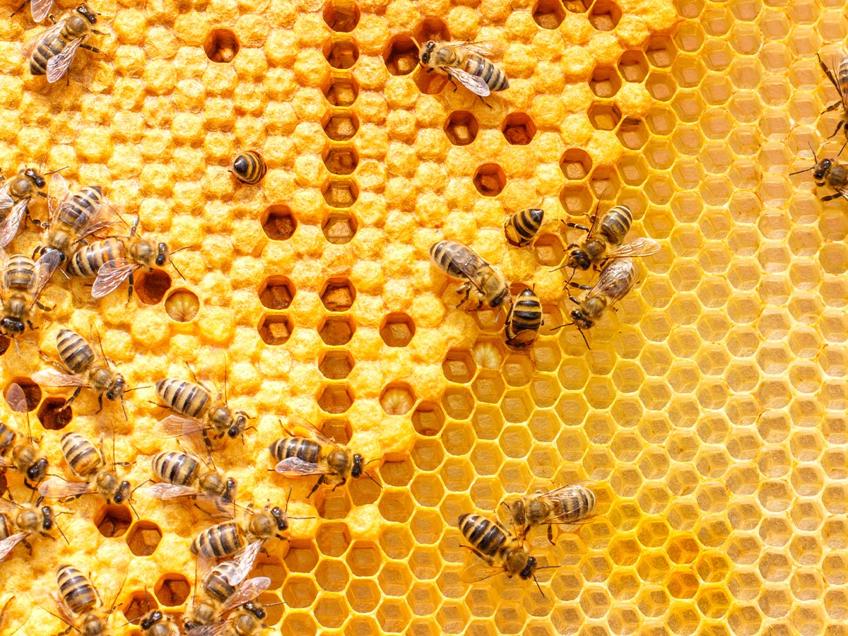 Importancia de las abejas en el mundo 