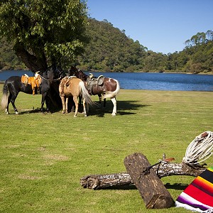 Paseos a caballo