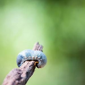 Introducción al Bienestar -  En contacto con la naturaleza