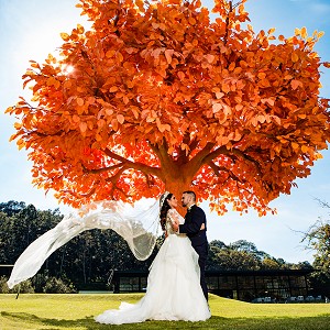 Novios en orange tree