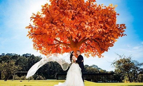 Novios en orange tree