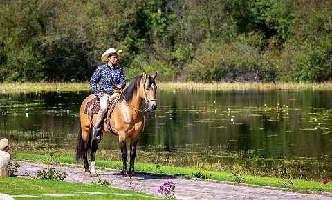 Paseos a caballo