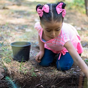 Planta un árbol