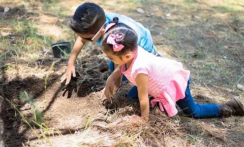 Plant a Tree